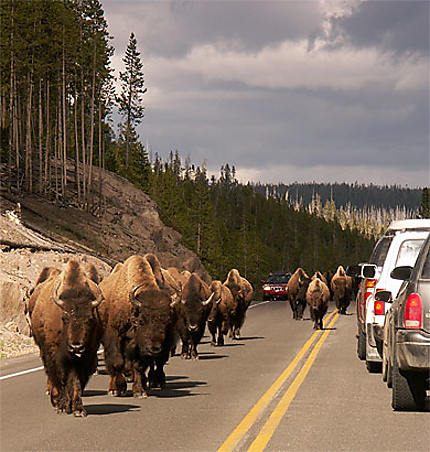 Bisons dans le Parc Yellowstone