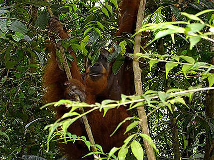 Gros mâle orang outan