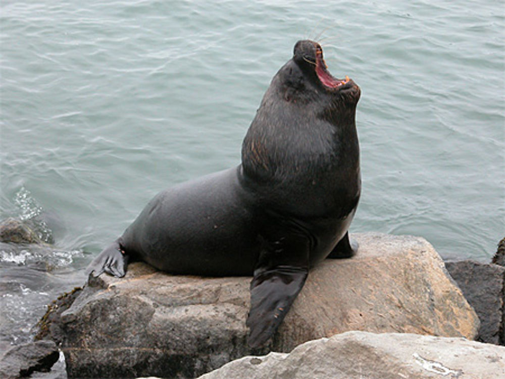 Lion de mer à San Antonio