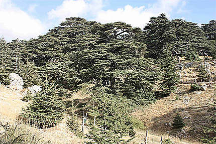 Forêt des cèdres millénaires