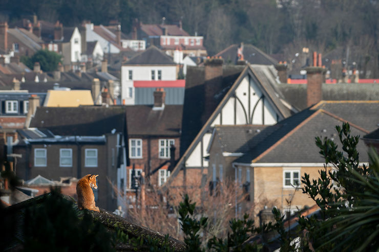 Renard à Londres