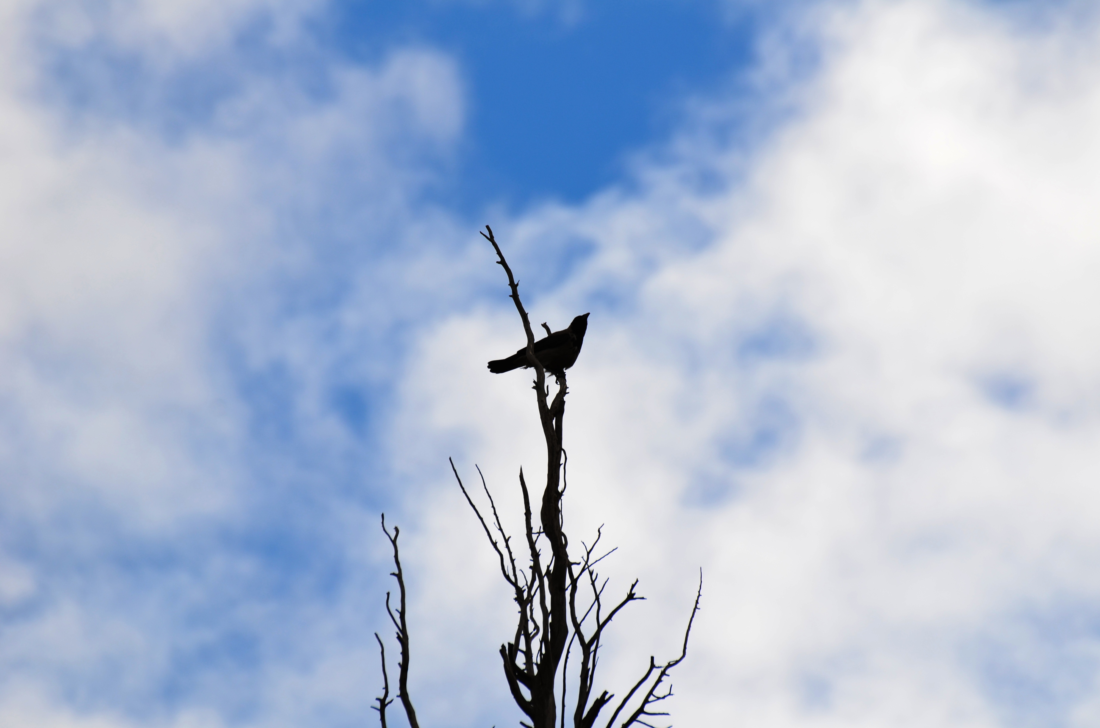 Oiseau Oiseau