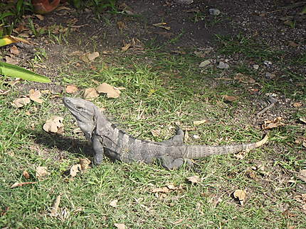 Iguane à Tulum