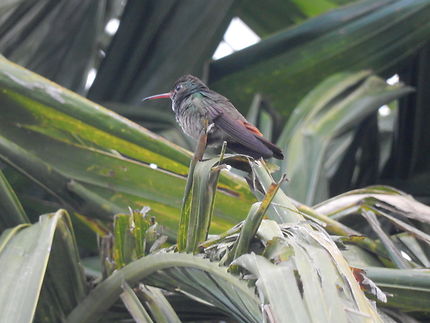 Jeune colibri