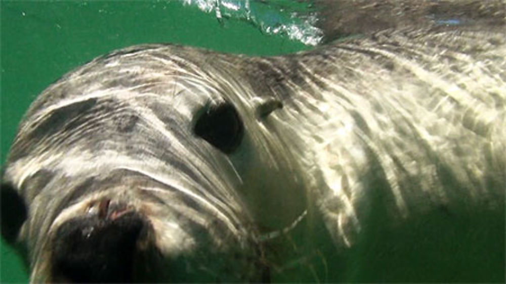 Australian Sea Lion