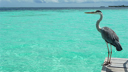 Héron Maldives Héron Maldives