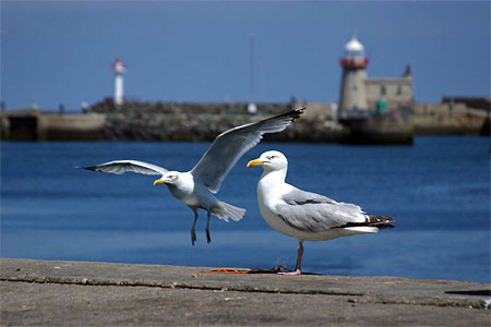 Les mouettes irlandaises