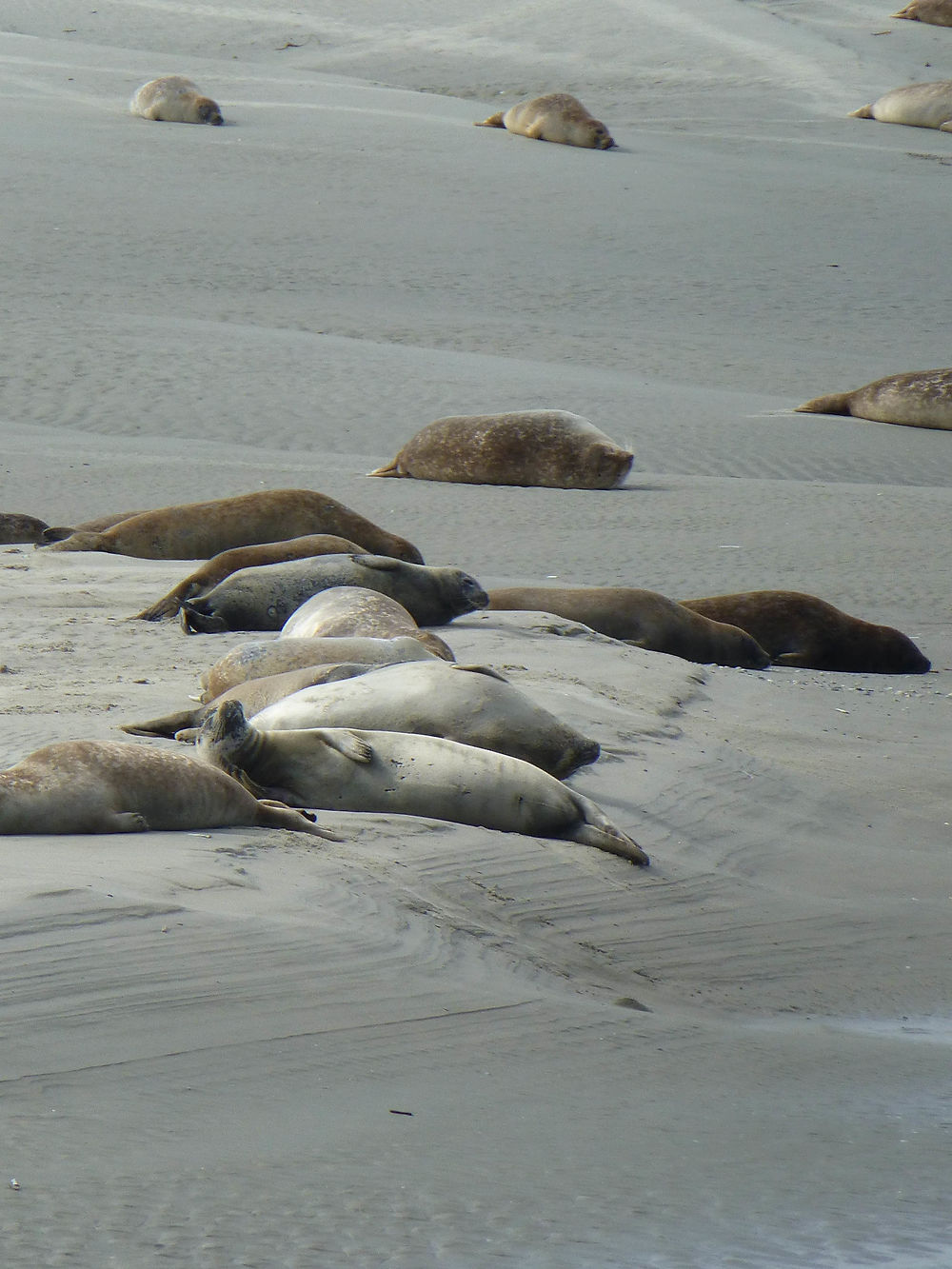 Repos à Berck-sur-Mer