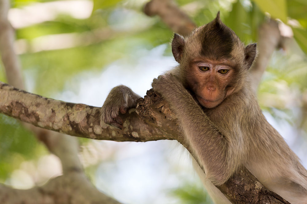 Singe du sud Vietnam