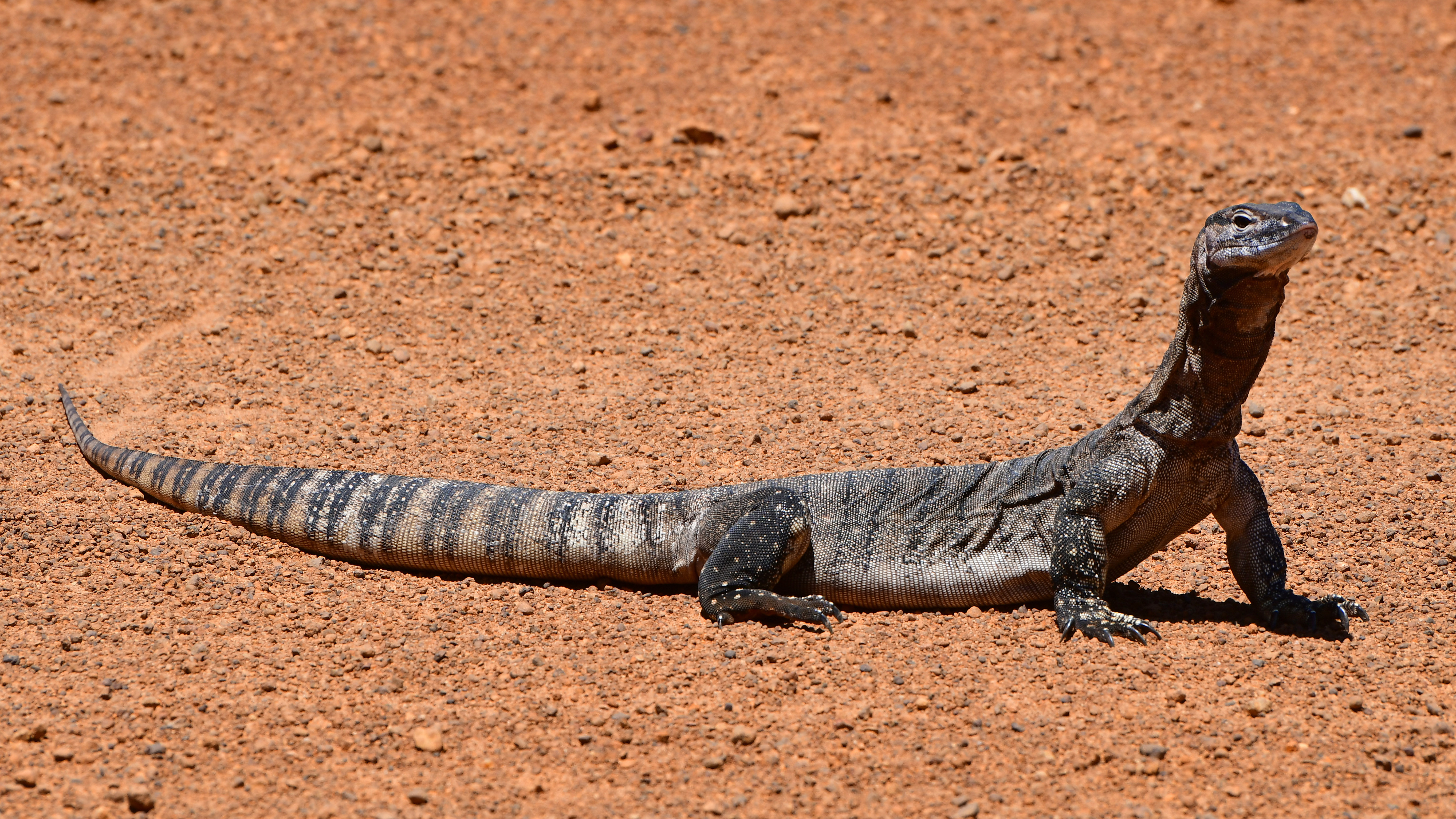 Goanna Goanna