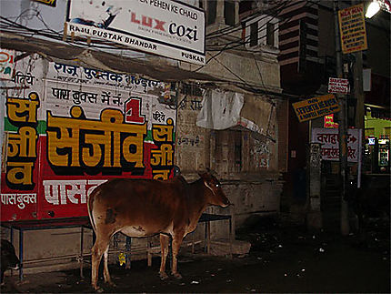 Pushkar cow