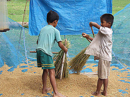Battage du riz au Laos