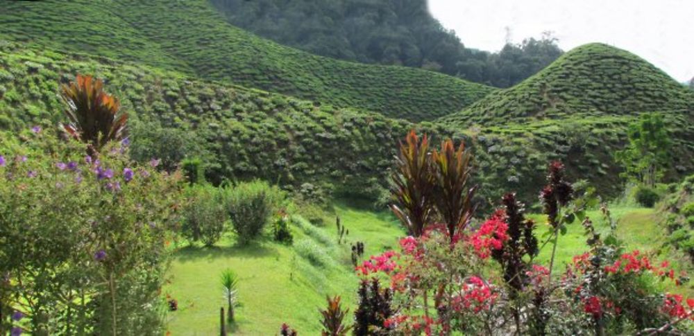 Cameron Bharat Tea Estate