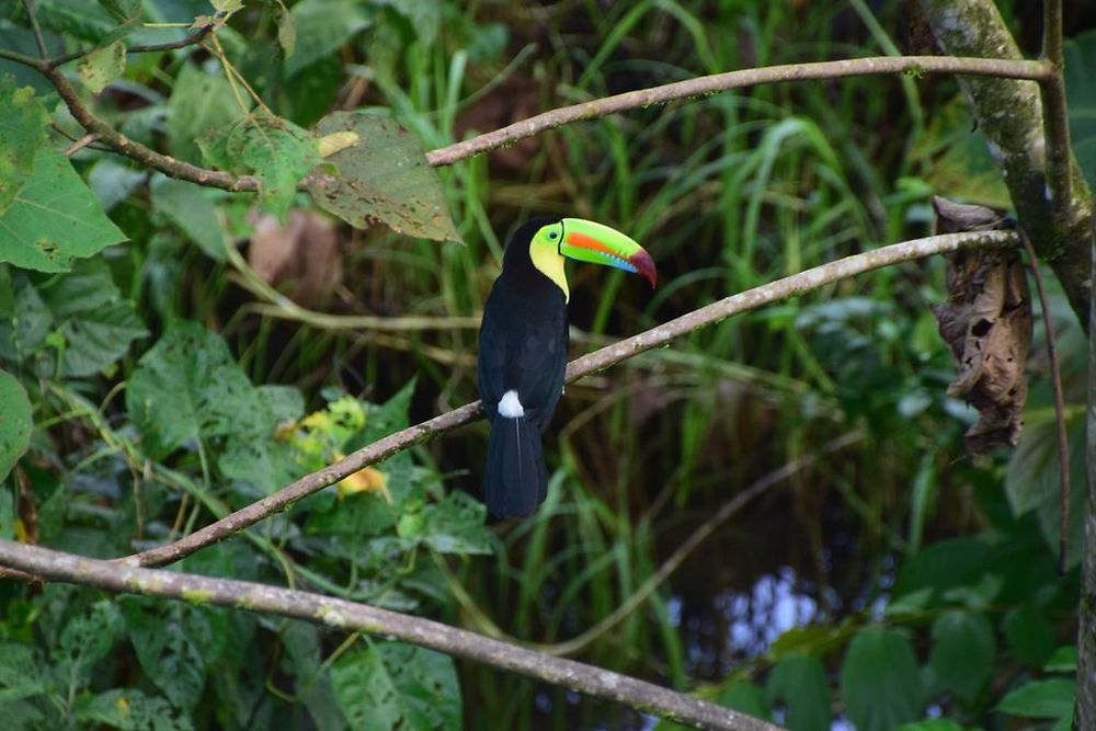 Toucan à Reserva Tirimbina