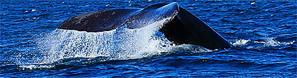 Baleines dans la Péninsule Valdès