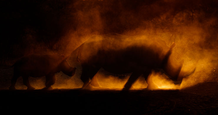 Rhinocéros au Botswana