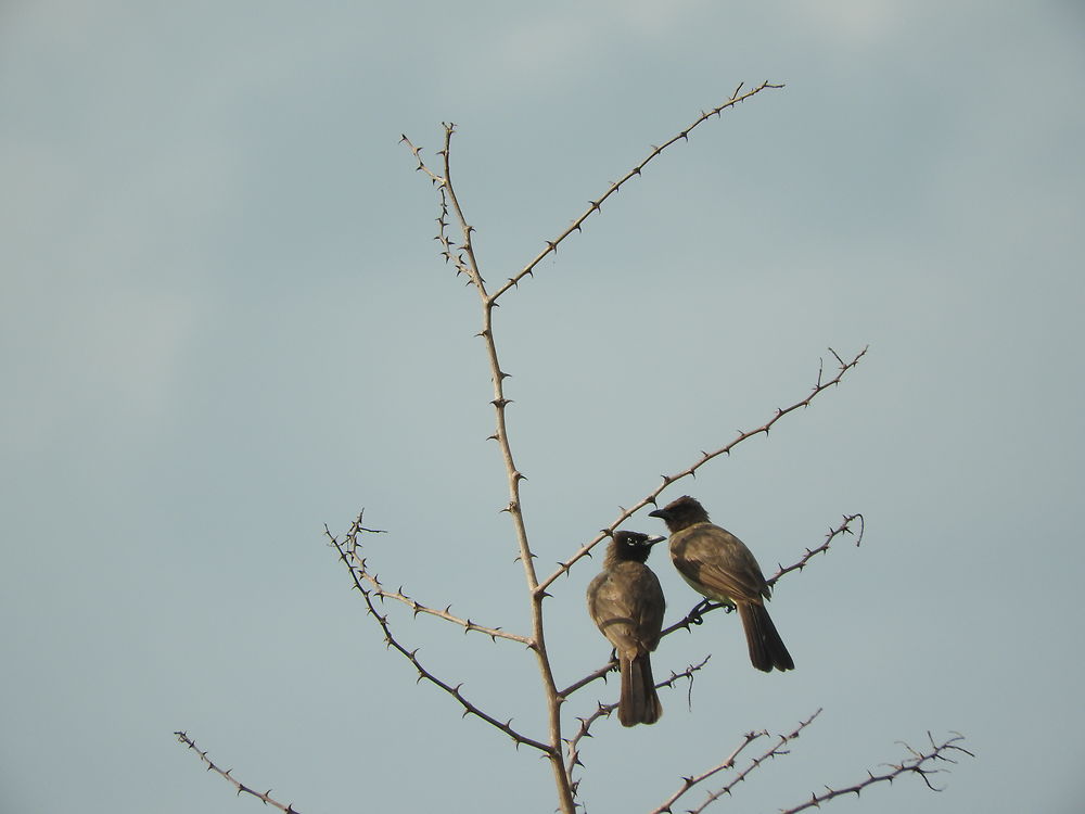 Bulbuls des jardins à Adounko Bénin