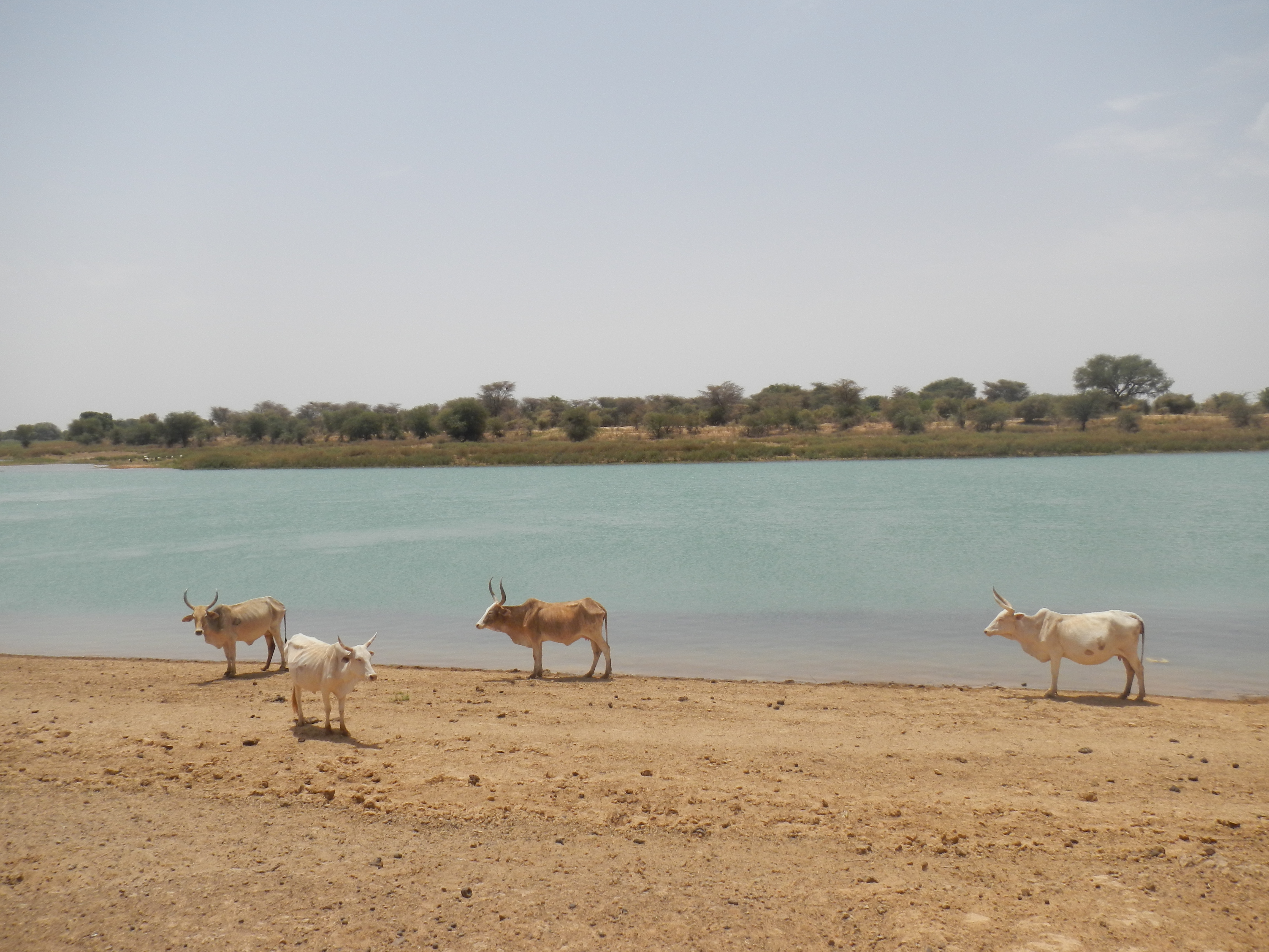 Les bords du Doué en saison sèche Les bords du Doué en saison sèche