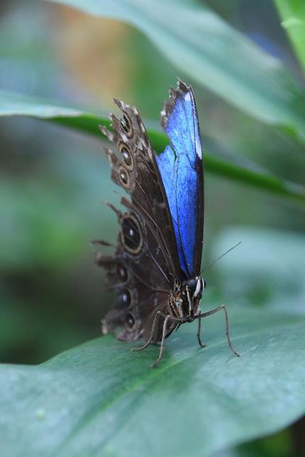 Papillon blue morpho