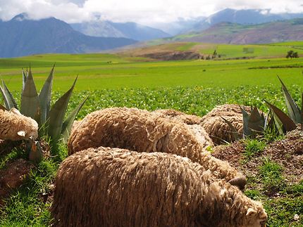 Moutons de la Cordillère des Andes