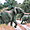 Éléphants au parc national de Tarangire