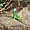 Iguane à Palo Verde
