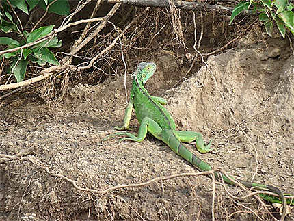 Iguane à Palo Verde