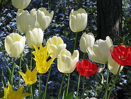 Les Tulipes aux Jardins de Métis