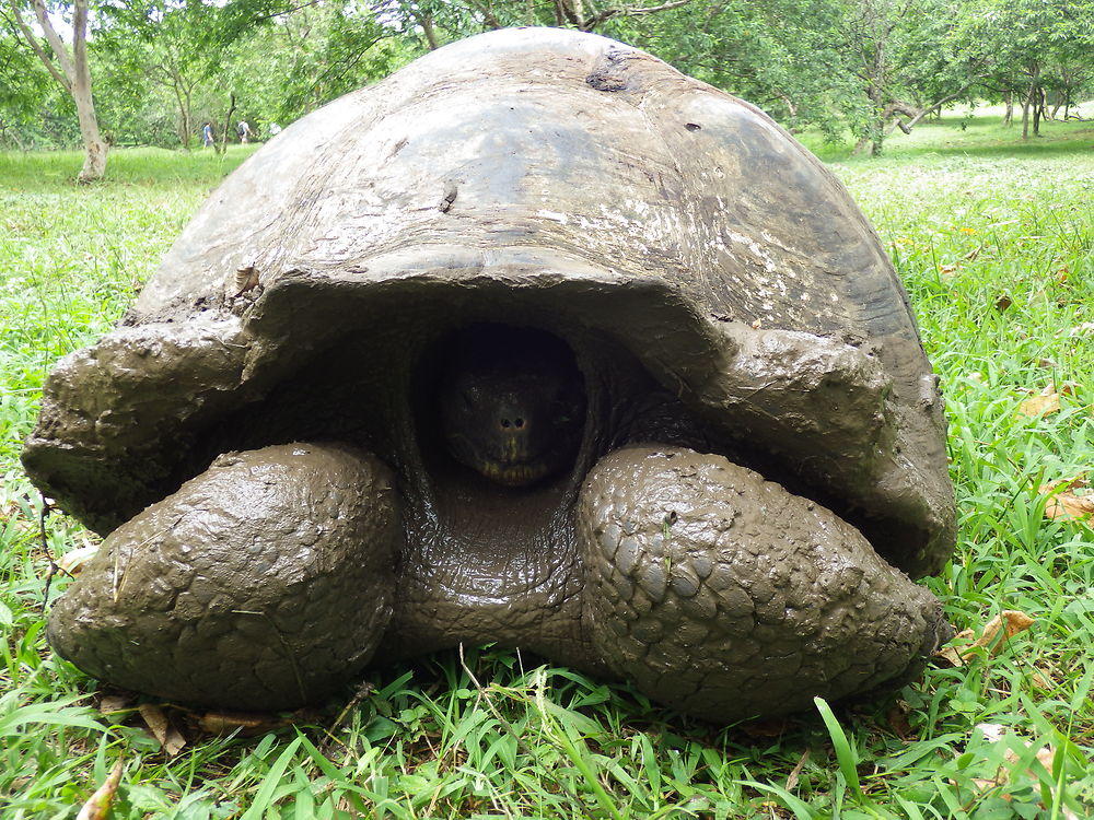 El Chato tortue terrestre