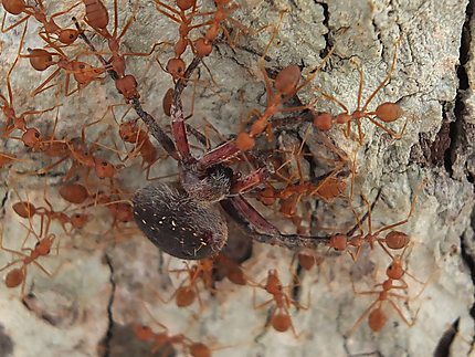 Araignée capturée par des fourmis légionnaires