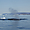 Souffle de baleine dans la Baie de Disko