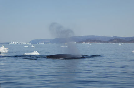 Souffle de baleine dans la Baie de Disko