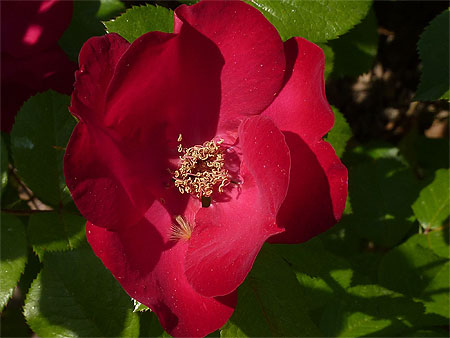 Roses de Bercy Roses de Bercy