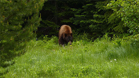Black bear (ursus americanus)
