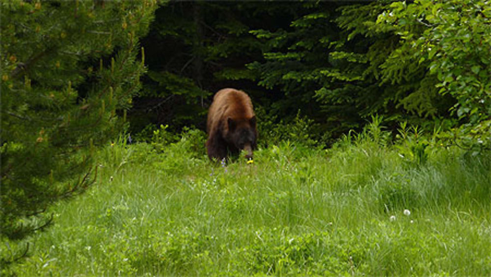 Black bear (ursus americanus)