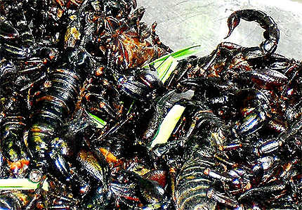 Scorpions noirs et gastronomie