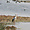 Une cigogne - le parc ornithologique du Marquenterre