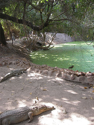 Crocodiles à Bakau Crocodiles à Bakau