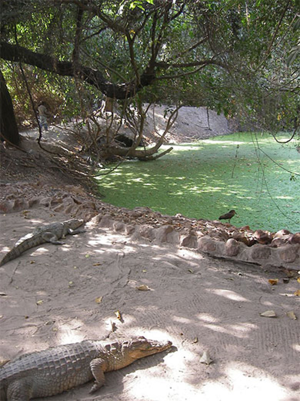 Crocodiles à Bakau