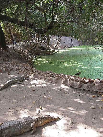 Crocodiles à Bakau