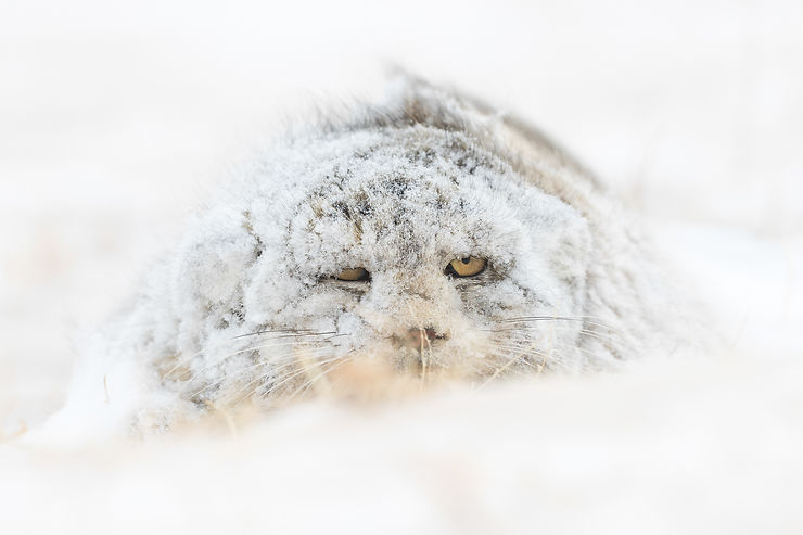 Manul ou chat de Pallas, Mongolie