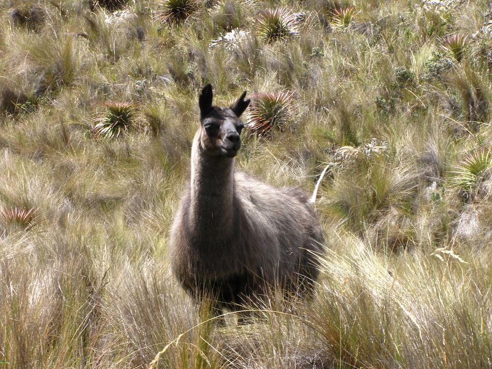 Lama 