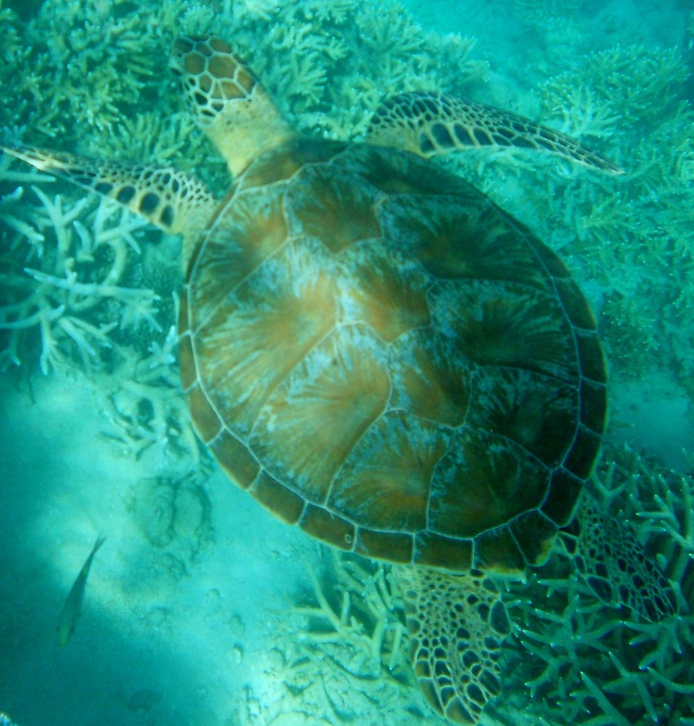 Tortue à l'Îlot de Saziley