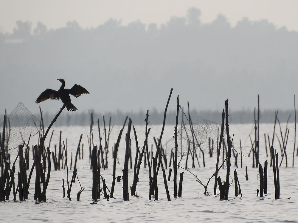 Cormoran africain du Lac Ahémé Bénin