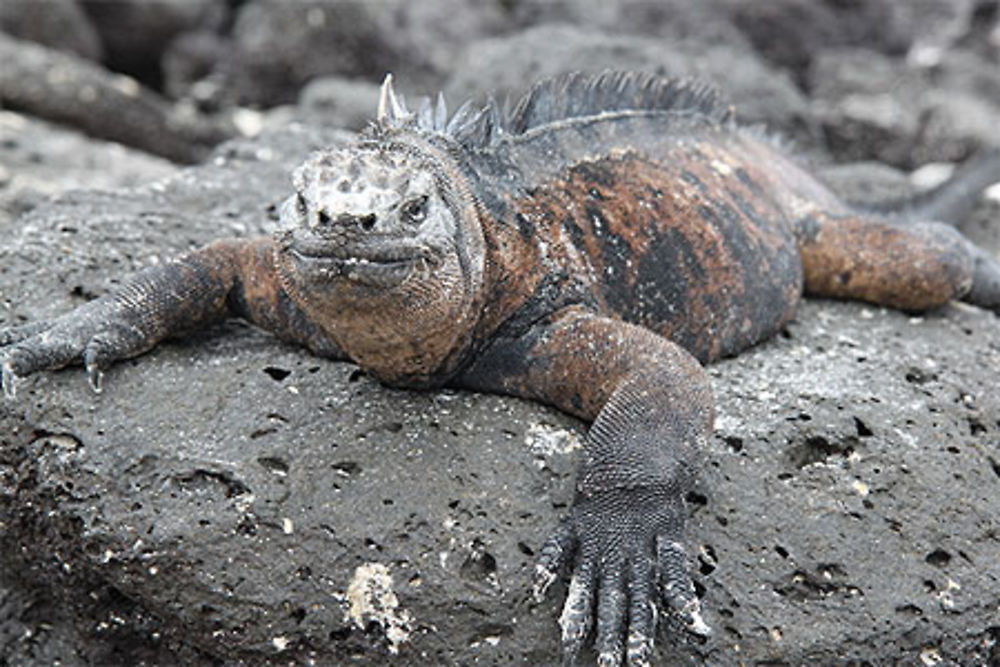 Iguane marin 