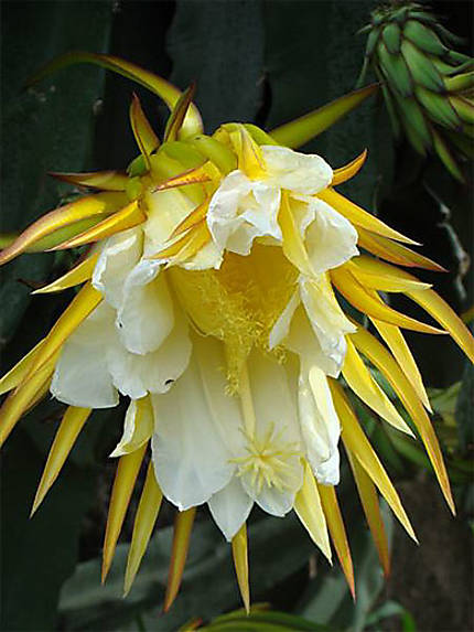 Fleur de Pitaya