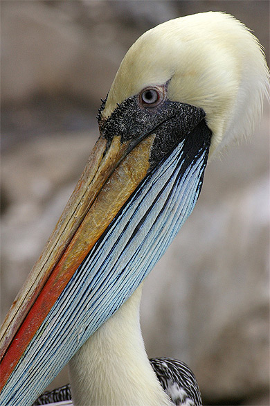 Pélican Pélican