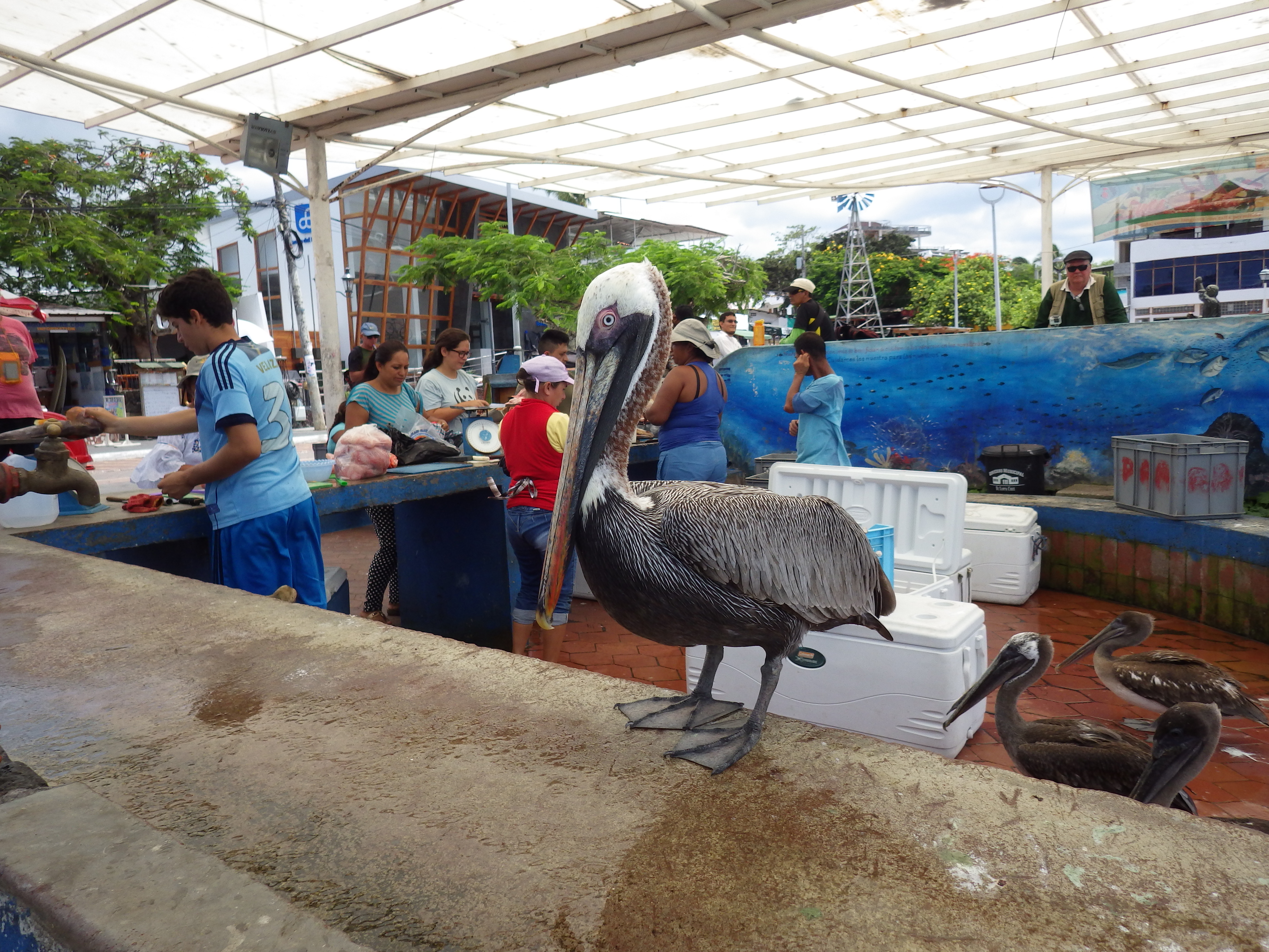 Marché aux poissons Puerto Ayora Marché aux poissons Puerto Ayora