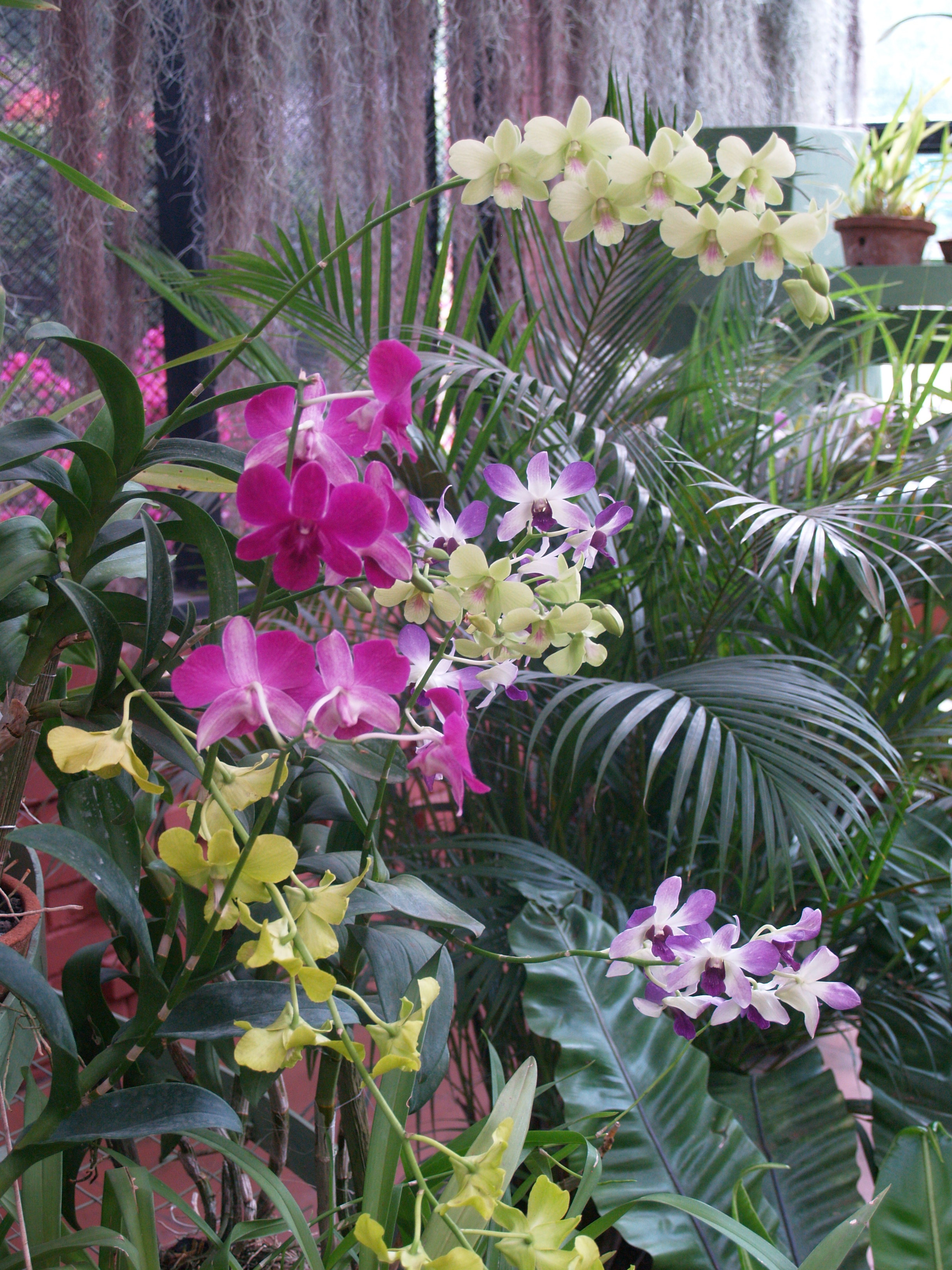 La collection d'orchidées La collection d'orchidées