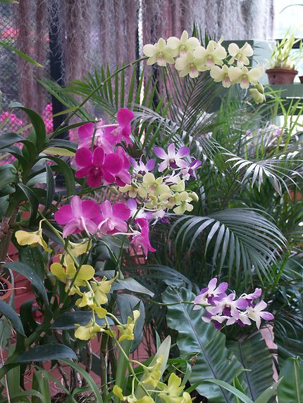 La collection d'orchidées